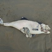 Drie dode bruinvissen op het strand van Noordwijk voor de EHBZ